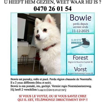 Photo 1/1 Safia Soltani Chien lost in Auderghem