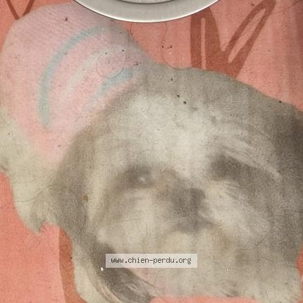 Photo 1/1 Jessy Chien lost in Perpignan