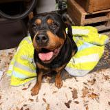 Picture of dog found at Saint Mars Du Desert