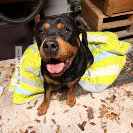 Photo 1/1 Found dog Found in Saint mars du desert