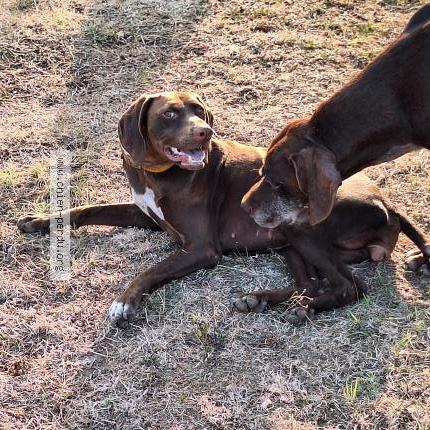 Photo 1/1 Spide Chien lost in Pineuilh