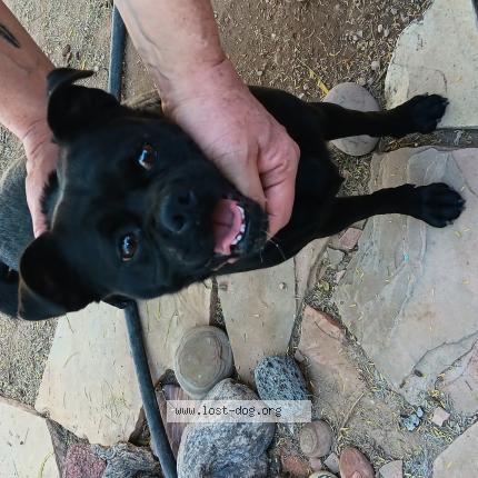 Photo 1/1 Found dog Found in Tucson