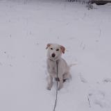 Picture of dog lost at St Leger Les Melezes