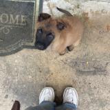 Picture of dog lost at Viry Chatillon