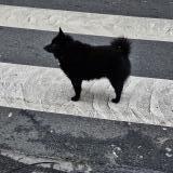 Picture of dog found at Paris