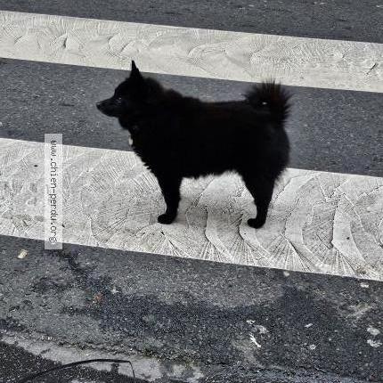 Photo 1/1 Found dog Found in Paris