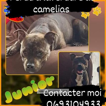 Photo 1/1 Junior Dog lost in Saint denis