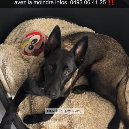 Photo 1/1 Snow Chien lost in Vesqueville