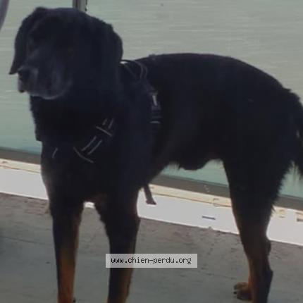 Photo 1/1 Oddy Chien lost in Thun l eveque