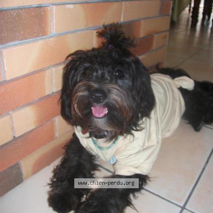 Photo 1/1 Bijoux Dog lost in Fort de france