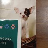 Picture of dog lost at La Chapelle Des Pot