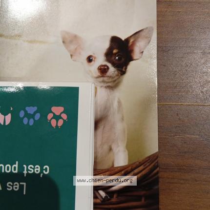 Photo 1/1 Orage Chien lost in La chapelle des pot