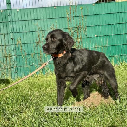 Photo 1/1 Vanille Chien lost in Montreuil juigne