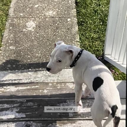 Photo 1/1 Khaous Dog lost in Portsmouth