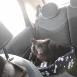 Picture of dog lost at Neauphle Le Chateau