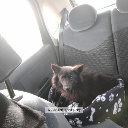 Photo 1/1 Dior Chien lost in Neauphle le chateau