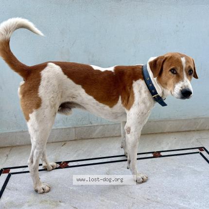 Photo 1/1 Rony Chien lost in Hyderabad