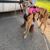 Picture of dog lost at La Rochelle