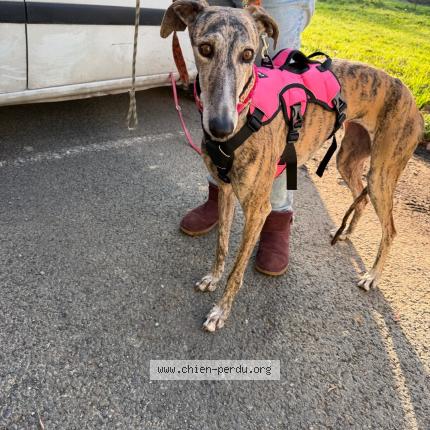 Photo 1/1 Bugatti Chien lost in La rochelle