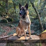 Picture of dog lost at Roquevaire