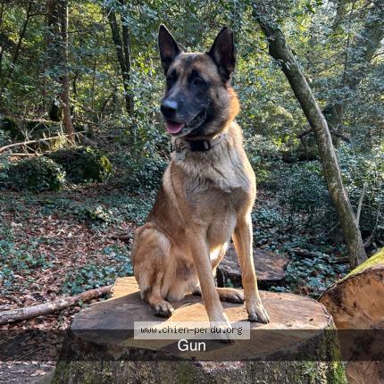 Photo 1/1 Gun Chien lost in Roquevaire