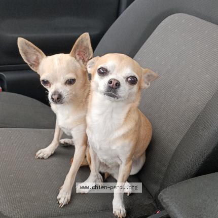 Photo 1/1 KAYA Chien lost in Bricquebec en cotentin