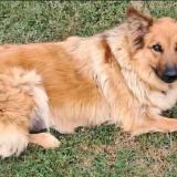 Picture of dog lost at Evires