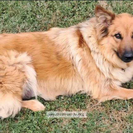 Photo 1/1 Urka Chien lost in Evires