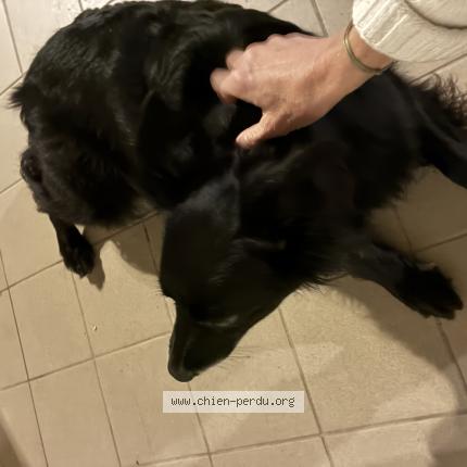 Photo 1/1 Found dog Found in Mauguio