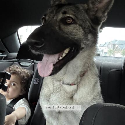 Photo 1/1 Found dog Found in Woodlands