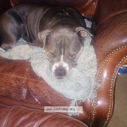 Photo 1/1 Found dog Found in Springfield