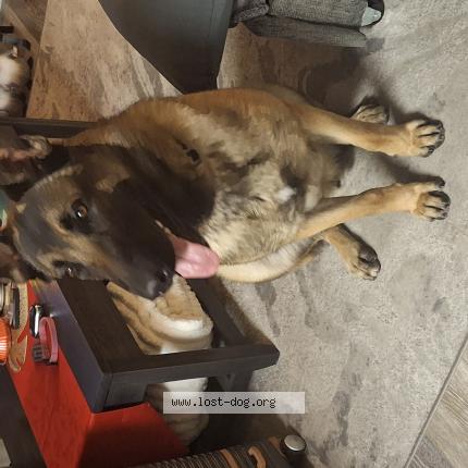 Photo 1/1 Found dog Found in Sacramento