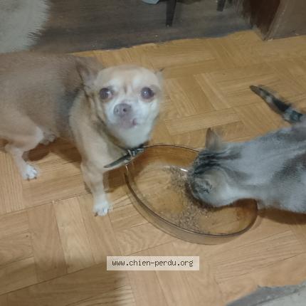 Photo 1/1 OLAF Chien lost in La feuillee