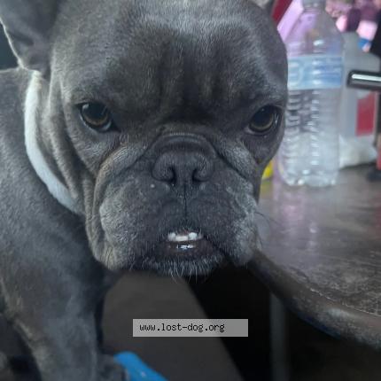 Photo 2/3 Bella Dog lost in Palmdale