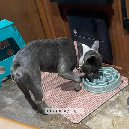 Photo 3/3 Bella Dog lost in Palmdale