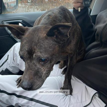 Photo 1/1 Found dog Found in Louvroil