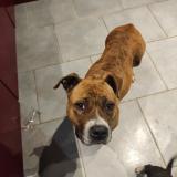 Picture of dog found at Noyen