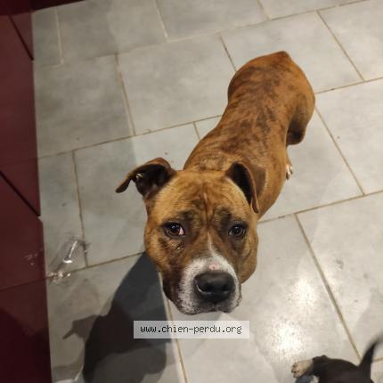 Photo 1/1 Found dog Found in Noyen