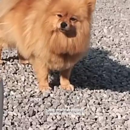 Photo 1/1 Chanel Chien lost in Linas