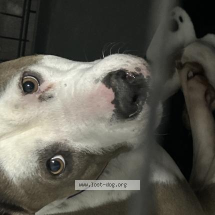 Photo 1/1 Found dog Found in Tulsa