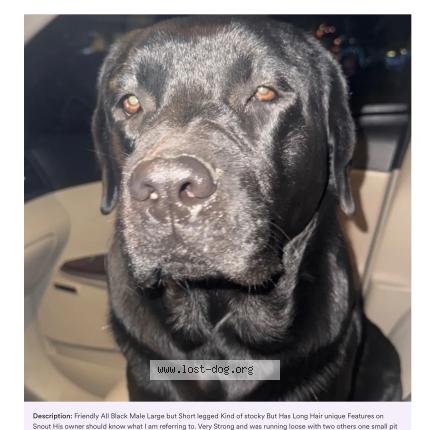 Photo 1/1 Reunited dog Found in Anaheim