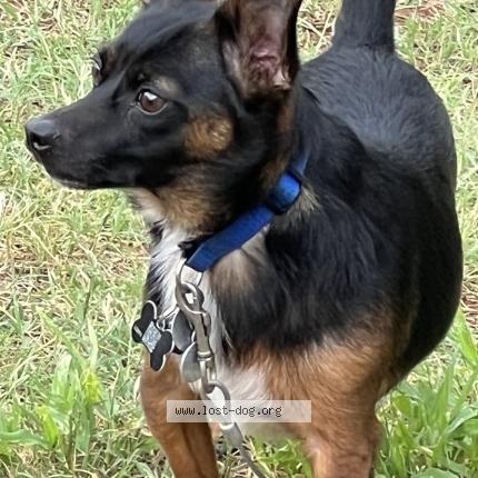 Photo 1/1 Pepper Chien lost in Sayre