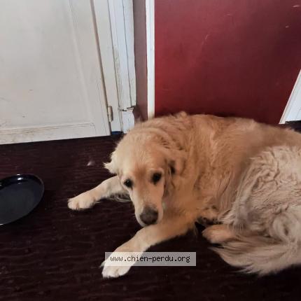 Photo 1/1 CAIPI Chien lost in Vanves