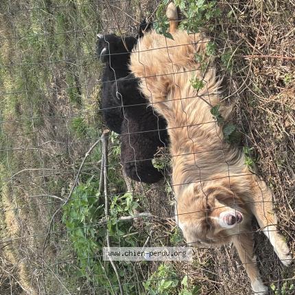Foto 1/1 Hond teruggevonden Vermist in Andrimont