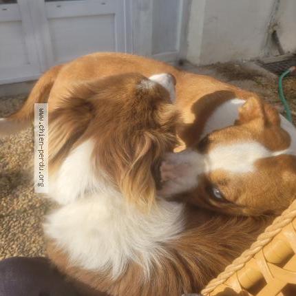 Picture of dog lost at Benesse Les Dax