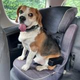 Picture of dog lost at Astis