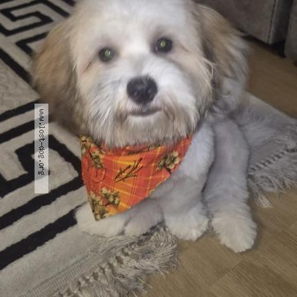 Photo 1/1 Found dog Found in Toronto