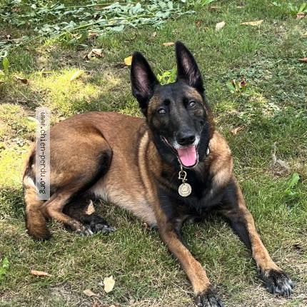 Photo 1/1 Shiny Chien lost in Port launay