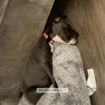Photo 1/1 Mama Dog lost in Dearborn