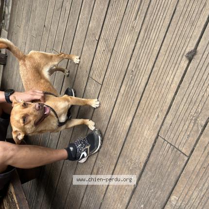 Photo 1/1 Found dog Found in Marla